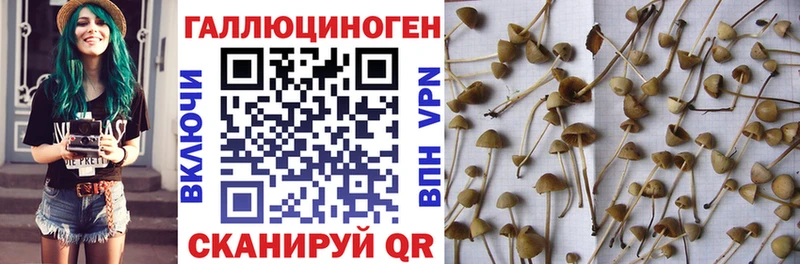 Галлюциногенные грибы MAGIC MUSHROOMS  где продают   Баксан 